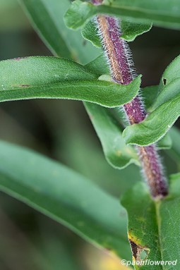 Stem with clasping leaves